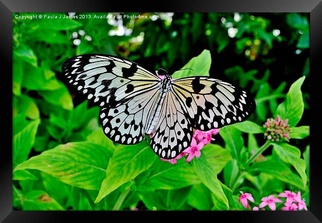 White Tree Nymph Butterfly Framed Print by Paula J James