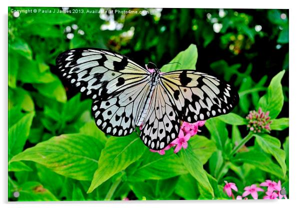 White Tree Nymph Butterfly Acrylic by Paula J James