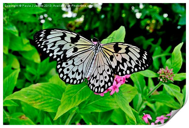 White Tree Nymph Butterfly Print by Paula J James