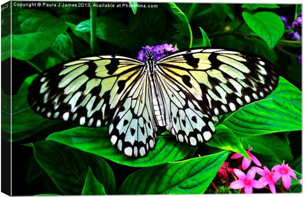 White Tree Nymph Butterfly Canvas Print by Paula J James