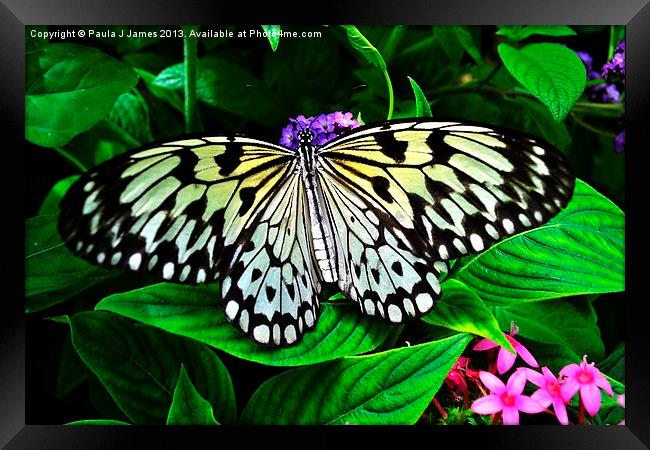 White Tree Nymph Butterfly Framed Print by Paula J James