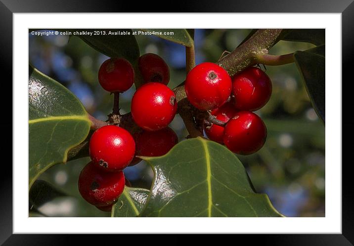 Holly Tree Berries Framed Mounted Print by colin chalkley