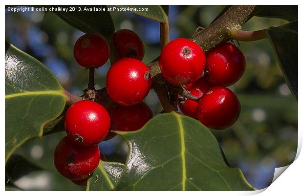 Holly Tree Berries Print by colin chalkley