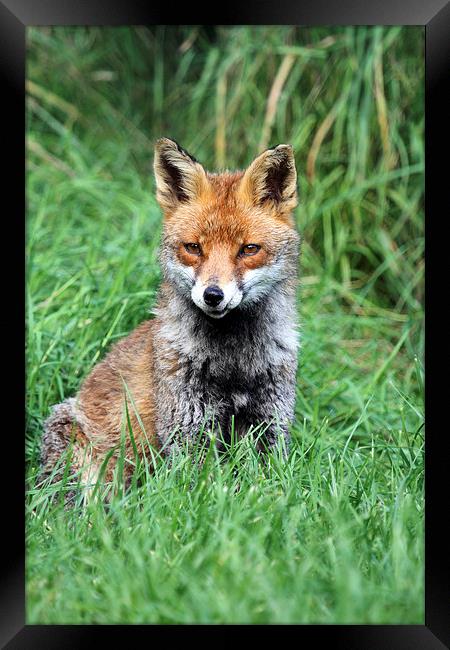 Red Fox Framed Print by chris lloyd