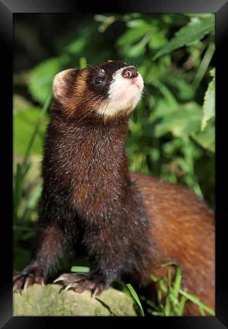 Polecat Framed Print by chris lloyd