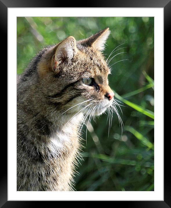 Wildcat Profile Framed Mounted Print by chris lloyd