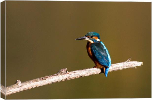 Kingfisher stopped for a rest Canvas Print by Debbie Metcalfe