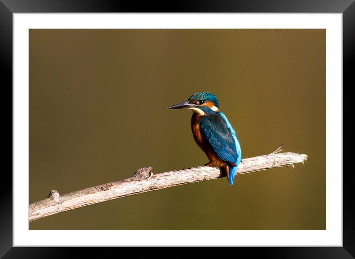 Kingfisher stopped for a rest Framed Mounted Print by Debbie Metcalfe