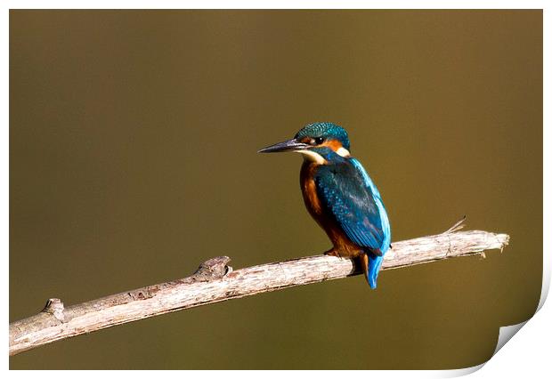 Kingfisher stopped for a rest Print by Debbie Metcalfe