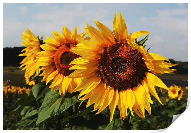 Sunflowers Print by Nigel Bangert