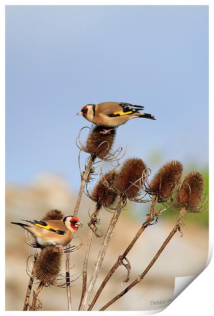 Teasels for tea Print by Debbie Metcalfe