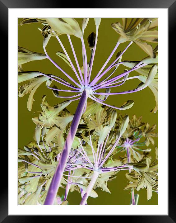 alien agapanthus Framed Mounted Print by Heather Newton