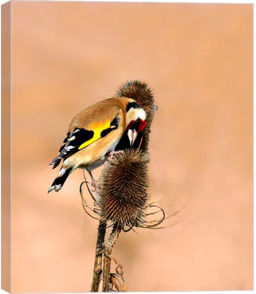 Hungry Goldfinch Canvas Print by Debbie Metcalfe