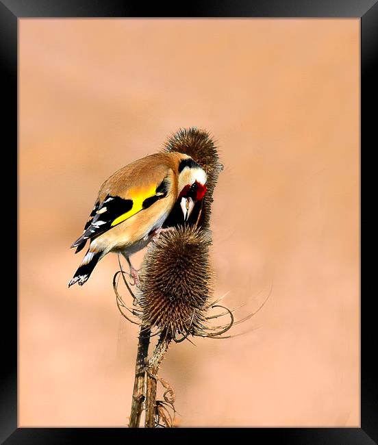 Hungry Goldfinch Framed Print by Debbie Metcalfe