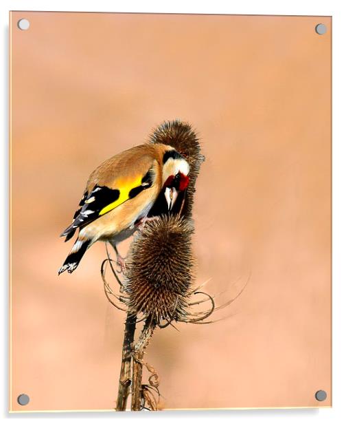 Hungry Goldfinch Acrylic by Debbie Metcalfe