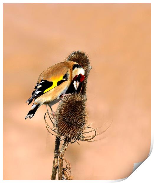 Hungry Goldfinch Print by Debbie Metcalfe