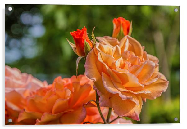 A Rose Acrylic by Gary Finnigan