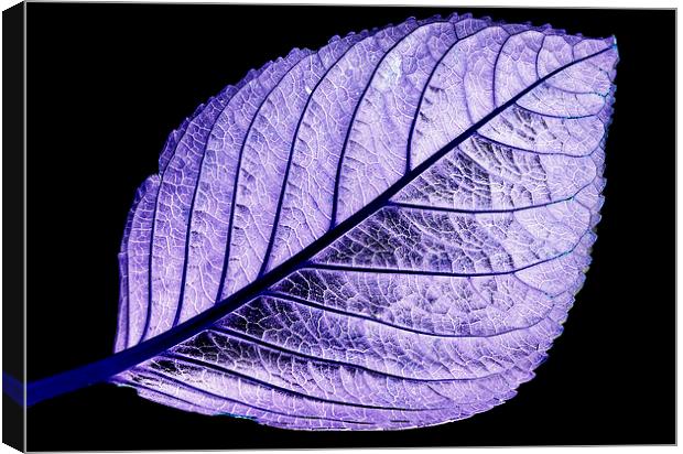 Purple tinted leaf on black Canvas Print by Tracy Hughes
