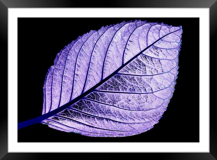 Purple tinted leaf on black Framed Mounted Print by Tracy Hughes