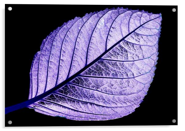 Purple tinted leaf on black Acrylic by Tracy Hughes