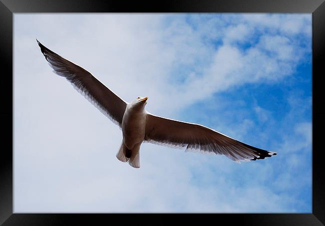 Bird in flight Framed Print by Tracy Hughes