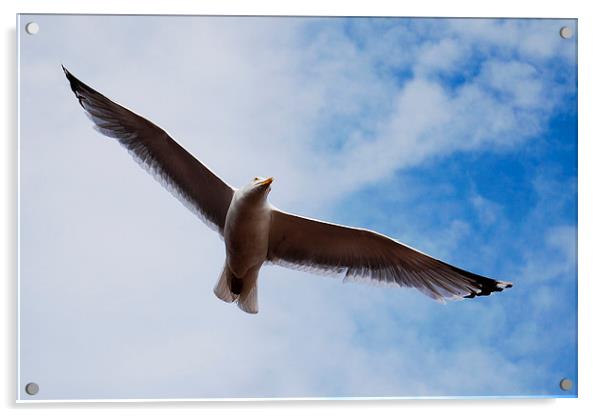 Bird in flight Acrylic by Tracy Hughes