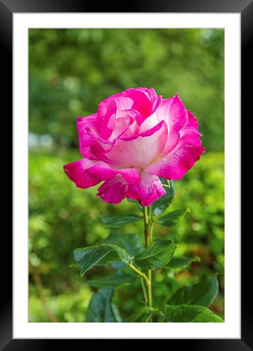 A Rose Framed Mounted Print by Gary Finnigan