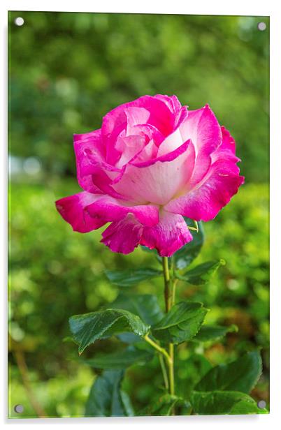 A Rose Acrylic by Gary Finnigan