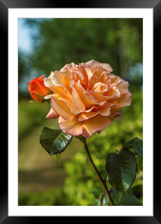 A Rose Framed Mounted Print by Gary Finnigan