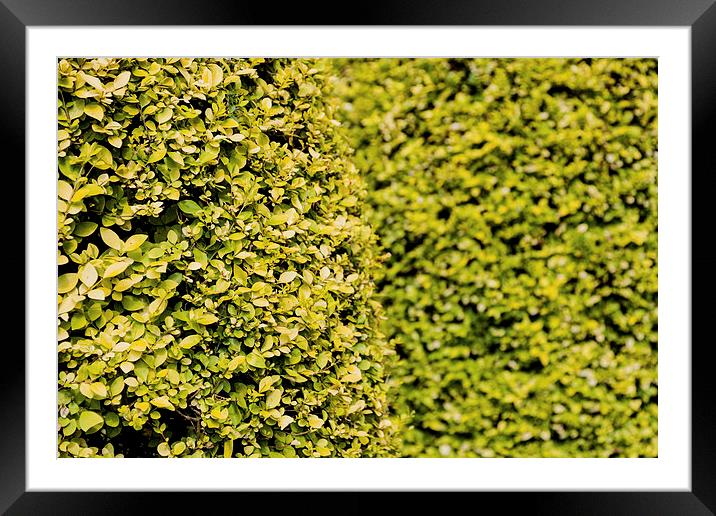 Hedge Framed Mounted Print by Gary Finnigan