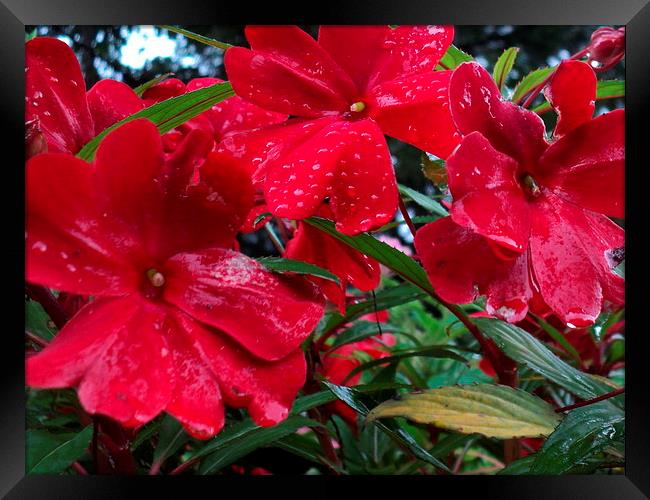 Raindrops on the Red Blooms Framed Print by Pics by Jody Adams