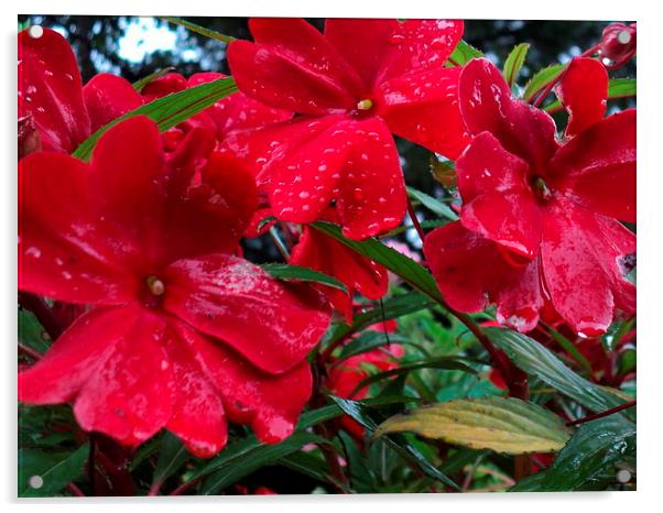 Raindrops on the Red Blooms Acrylic by Pics by Jody Adams