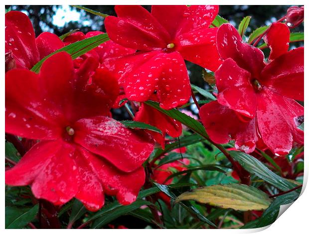 Raindrops on the Red Blooms Print by Pics by Jody Adams