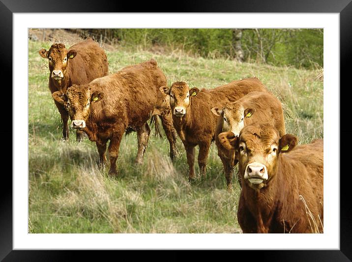 Who are you looking at? Framed Mounted Print by Gary Finnigan
