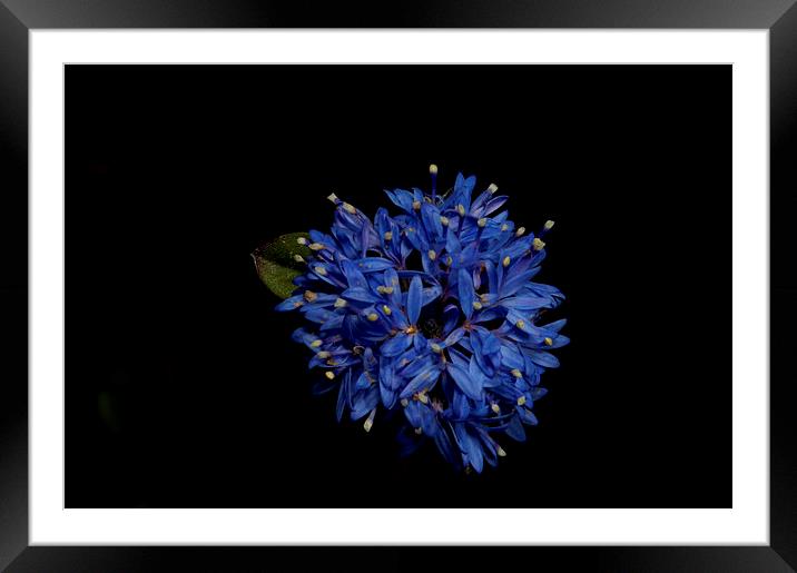 Blue Pincushion Framed Mounted Print by Graham Palmer