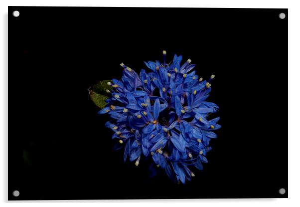 Blue Pincushion Acrylic by Graham Palmer