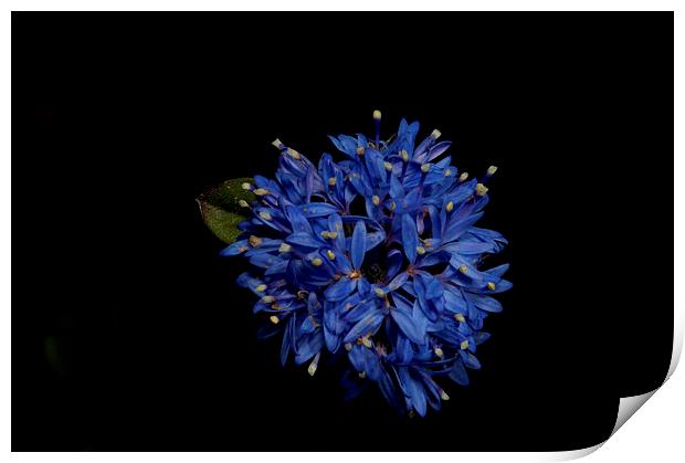 Blue Pincushion Print by Graham Palmer