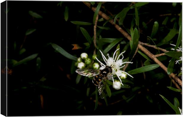 Hover Fly Canvas Print by Graham Palmer