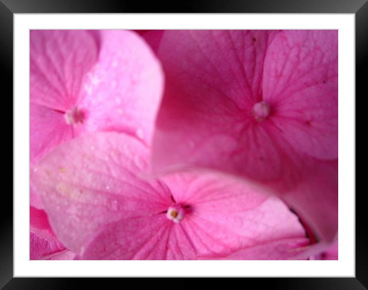 Pink Hydrangea Framed Mounted Print by james richmond