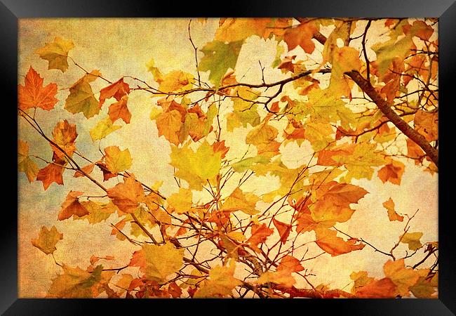 Autumn Leaves with Texture Effect Framed Print by Natalie Kinnear