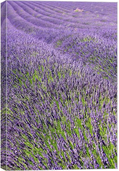 Lilac Lavendar Field Cotswolds Canvas Print by Mark Purches
