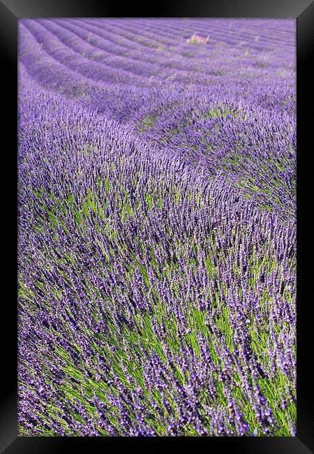 Lilac Lavendar Field Cotswolds Framed Print by Mark Purches