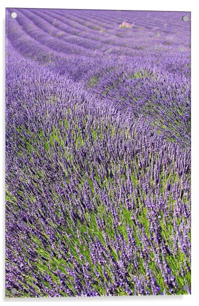 Lilac Lavendar Field Cotswolds Acrylic by Mark Purches
