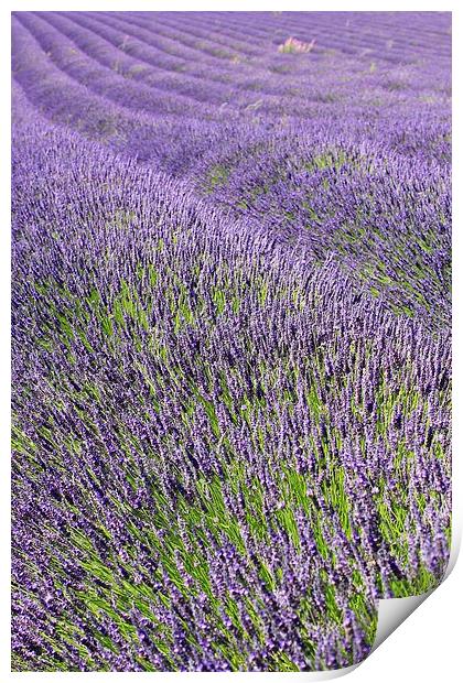 Lilac Lavendar Field Cotswolds Print by Mark Purches
