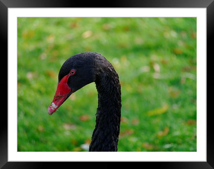 Black Swan Framed Mounted Print by sharon bennett