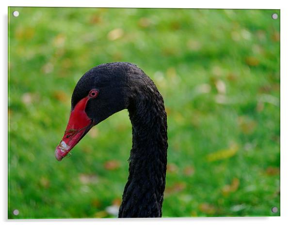 Black Swan Acrylic by sharon bennett