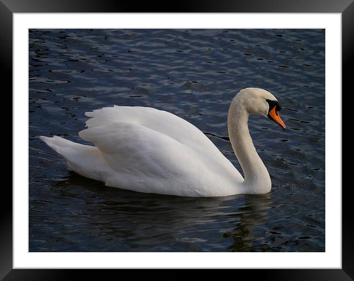 Swimming Swan Framed Mounted Print by sharon bennett