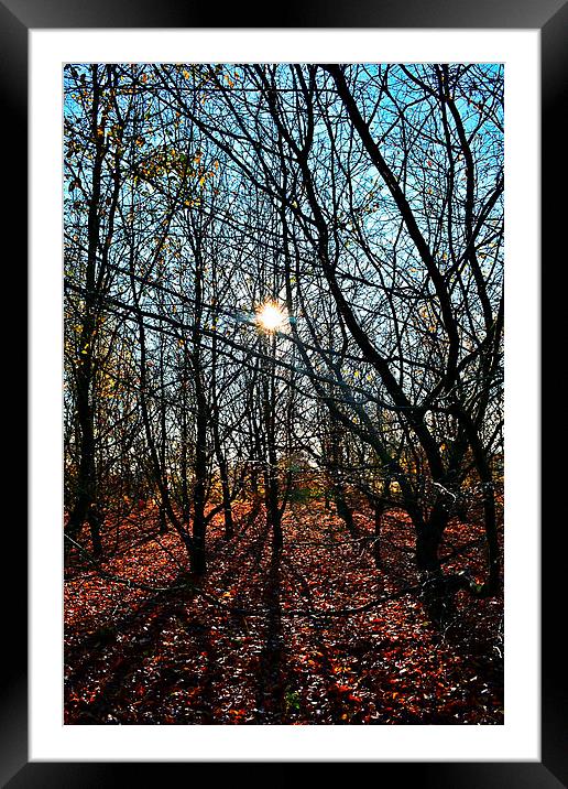 Autumn sun in the forest Framed Mounted Print by Natalie Foskett