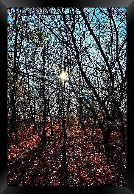 Autumn sun in the forest Framed Print by Natalie Foskett
