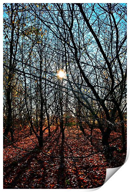 Autumn sun in the forest Print by Natalie Foskett